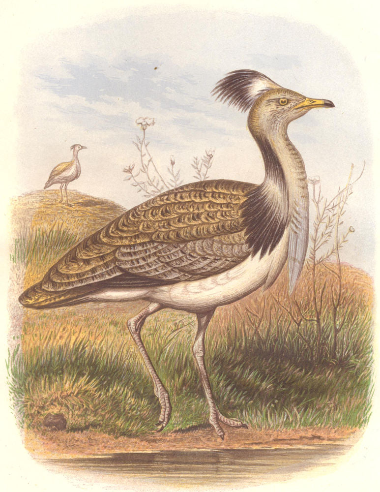 BIRDS. Stilt-Walker. Bustard. Houbara 1 quarter c1870 old antique print